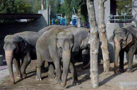 Erweiterung Elefantenpark Kinderzoo Rapperswil, Erstellung eines Baufixpunktnetzes, 3D Datenaufbereitung für die jeweiligen Unternehmungen, Bauabsteckungen