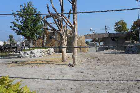 Neubau Elefantenpark
Knies Kinderzoo Rapperswil, Projektierung und Baukontrolle der Tragkonstruktion in Massivbauweise, der Baugruben und der Pfahlfundationen.